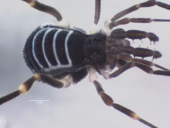 Media type: image; Invertebrate Zoology 151528 Description: Microscope image.;